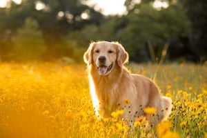 hund-im-blumenfeld-hundemagazin-contentimage-560x375