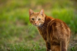 katze-auf-einer-wiese-katzenmagazin-contentimage-560x375